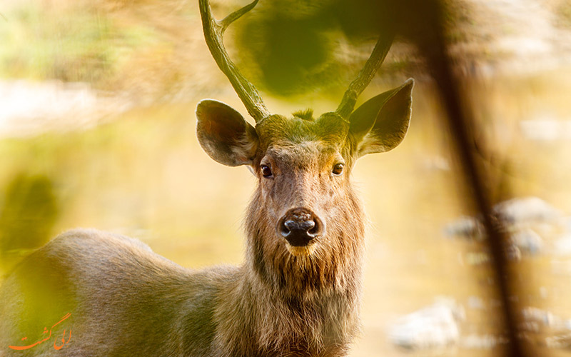 دیدن گوزن در پارک ملی هند