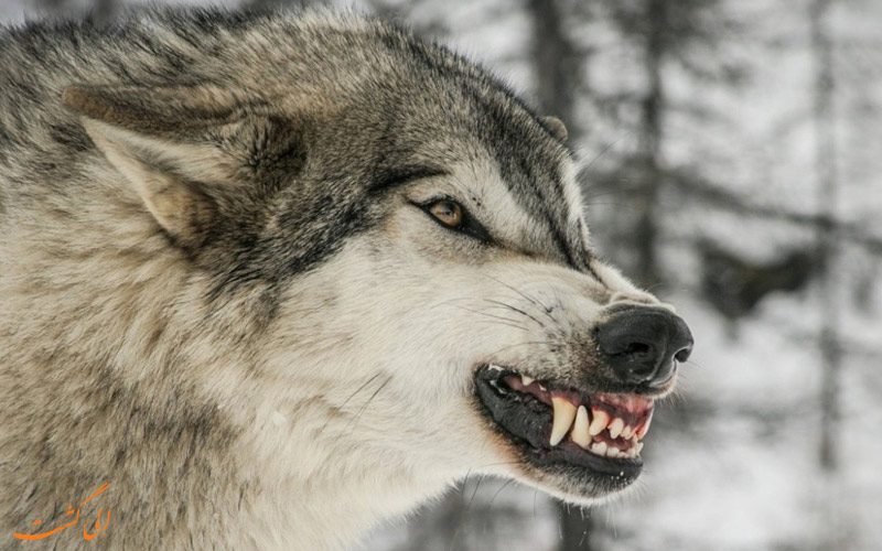 راه های مقابله با حمله گرگ در طبیعت