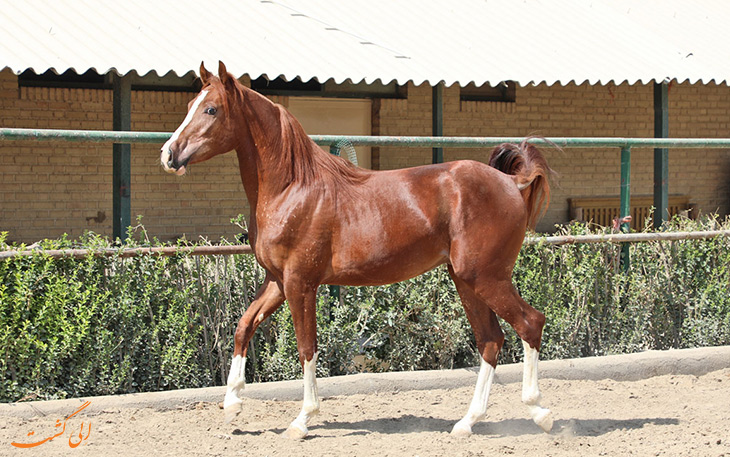 اسب عربی اسب عربی