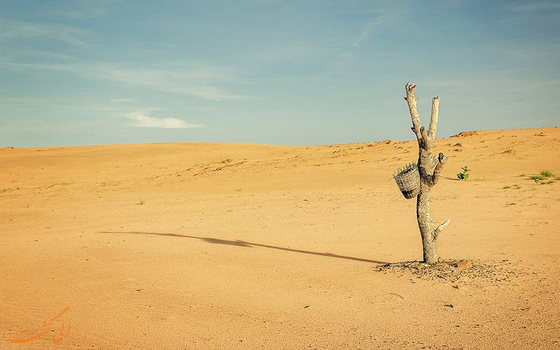 محیط زیست درون صحرا