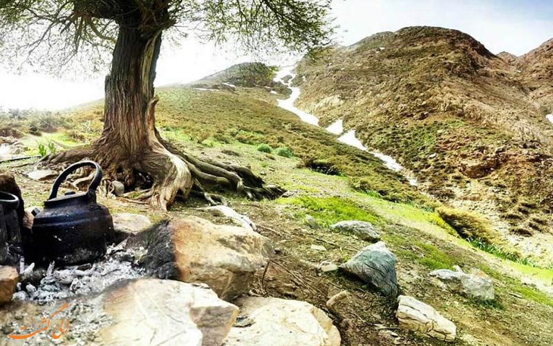 پوشش گیاهی گلستان کوه پوشش گیاهی گلستان کوه