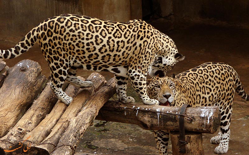 حیوانات در باغ وحش ملی آفریقا