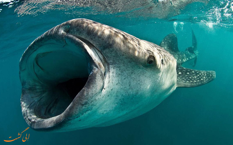 کوسه نهنگ | Whale shark
