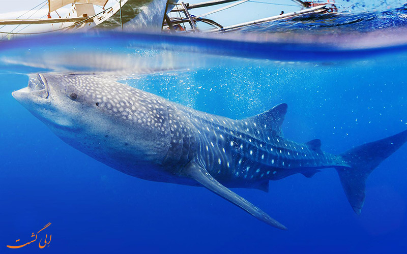 کوسه نهنگ