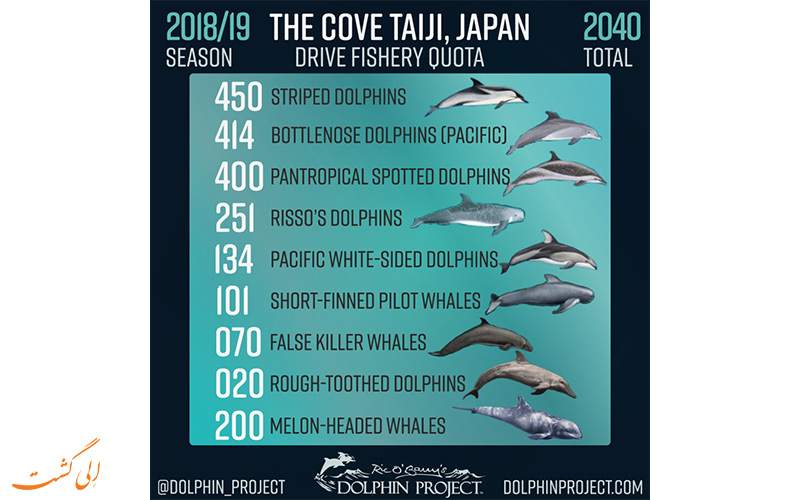آماری از قتل عام و کشتن دلفین ها در تایجی ژاپن