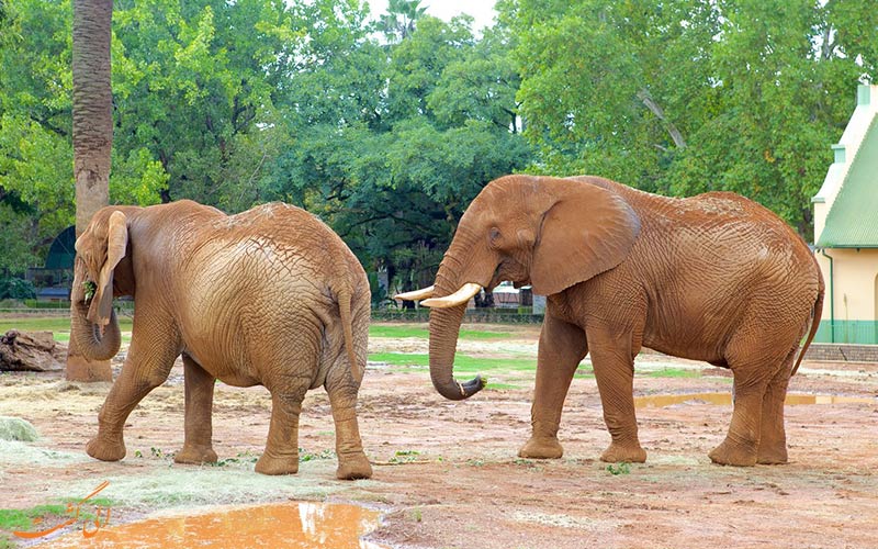 باغ وحش ملی آفریقا در پروتوریا