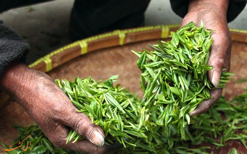 بهترین مزارع چای جهان برای سفر