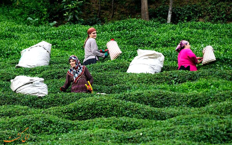 بهترین مزارع چای جهان-ترکیه