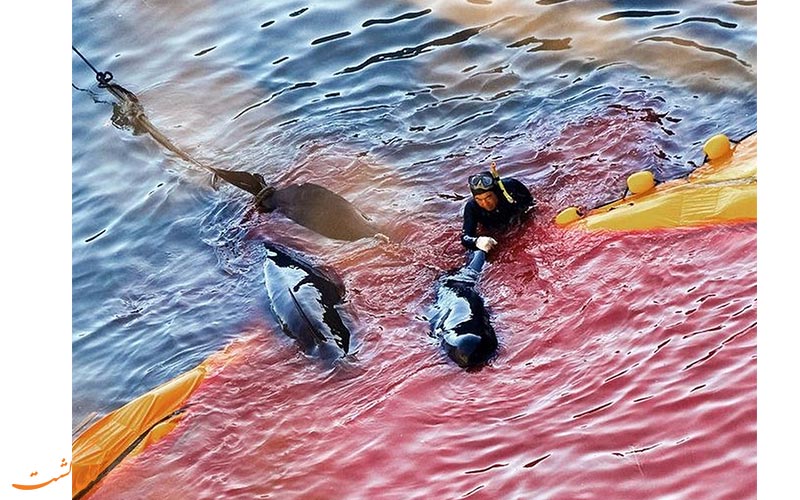 جشنواره قتل عام دلفین و نهنگ در تایجی!!