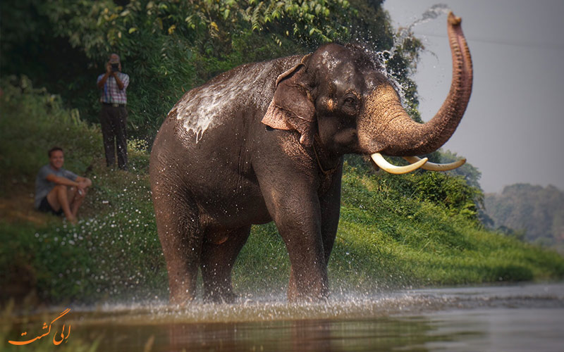 حمام کردن فیل ها در کوداناد