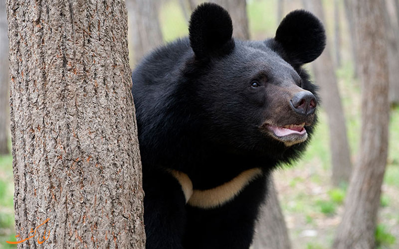 خرس سیاه آسیایی در ایران