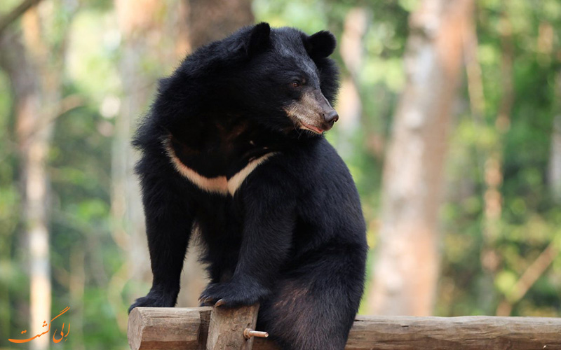 خرس سیاه آسیایی در باغ وحش