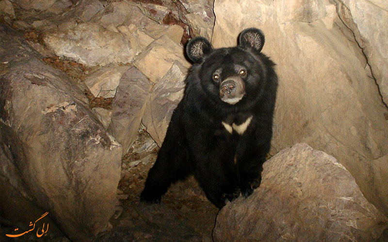 زیستگاه خرس سیاه آسیایی