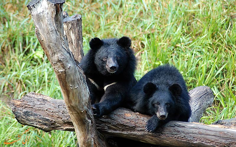 خرس سیاه آسیایی در حال انقراض