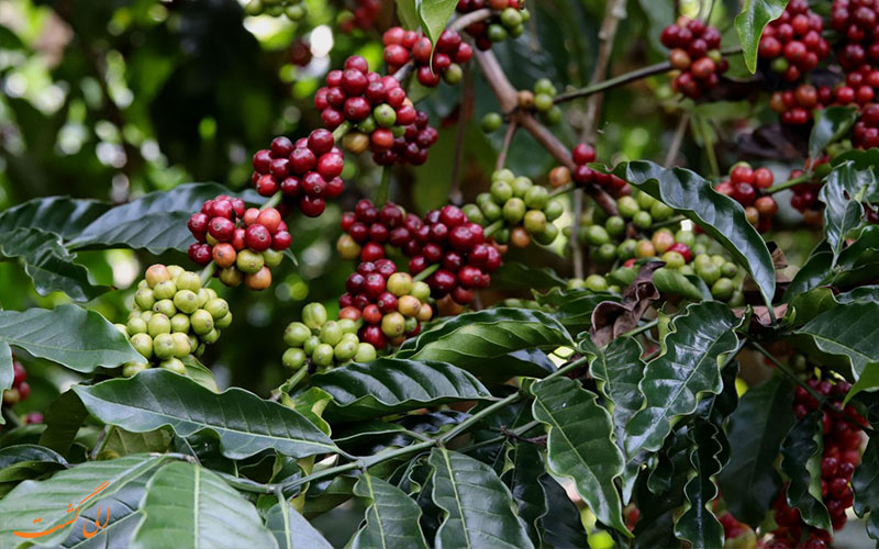 درختان قهوه در کرالا