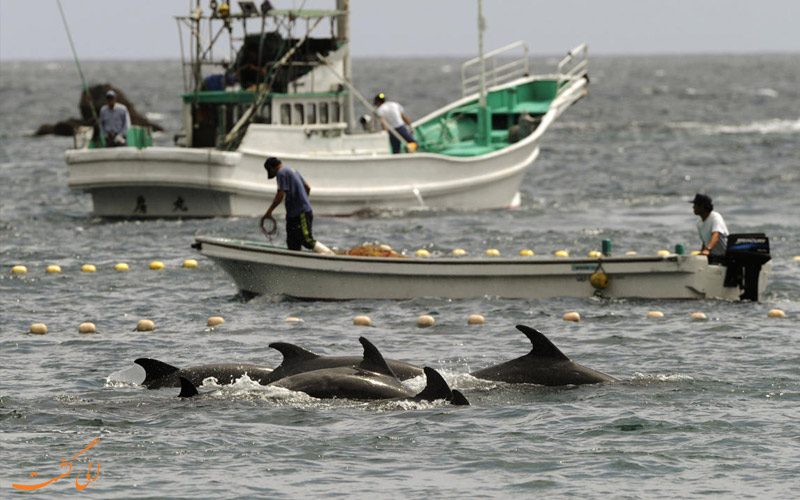 شکار دلفین ها و نهنگ ها در ژاپن