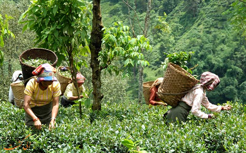 میانمار-مزارع چای