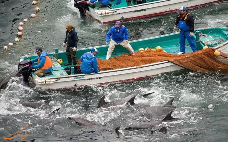 نحوه شکار دلفین ها در تایجی ژاپن