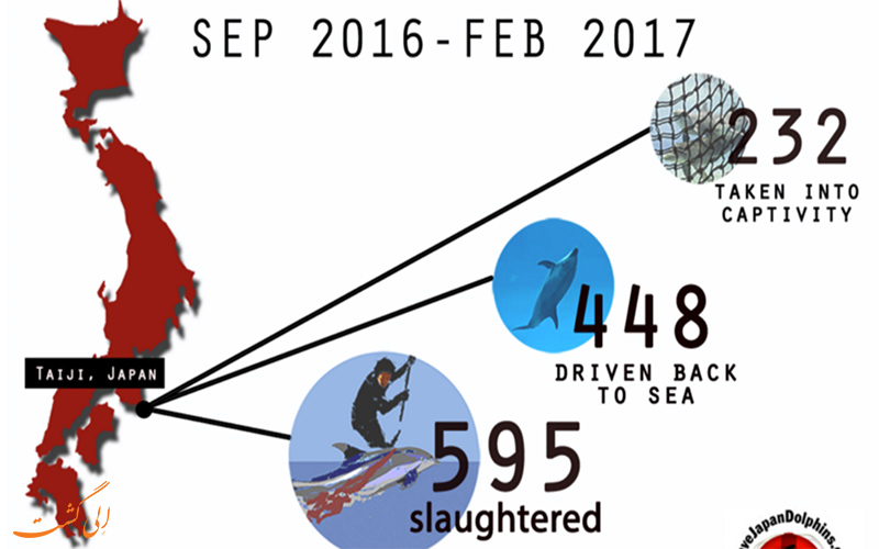 کشتار دلفین ها در تایجی ژاپن کجاست؟