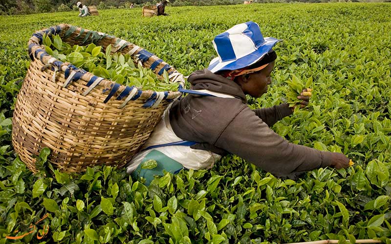 گیاه چای در کنیا