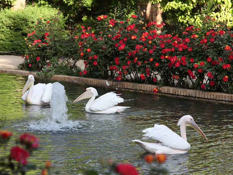 باغ گلشن در طبس