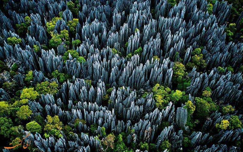 جنگل سینجی در ماداگاسکار