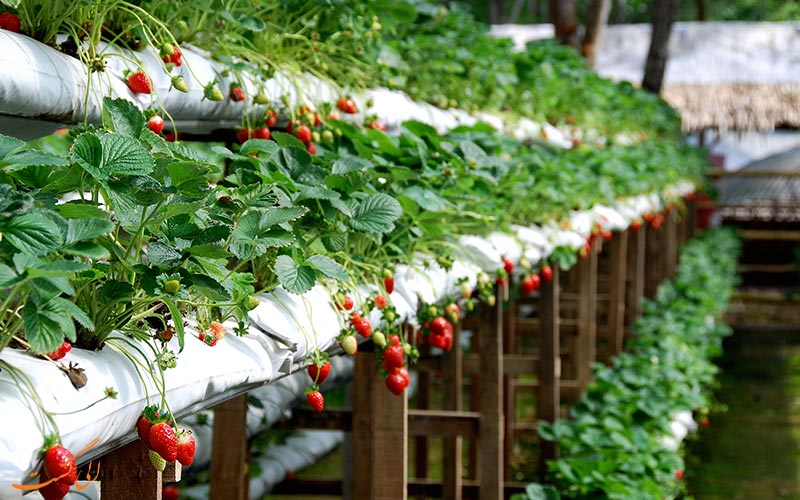 مزرعه تفریحی توت فرنگی گنتینگ مالزی