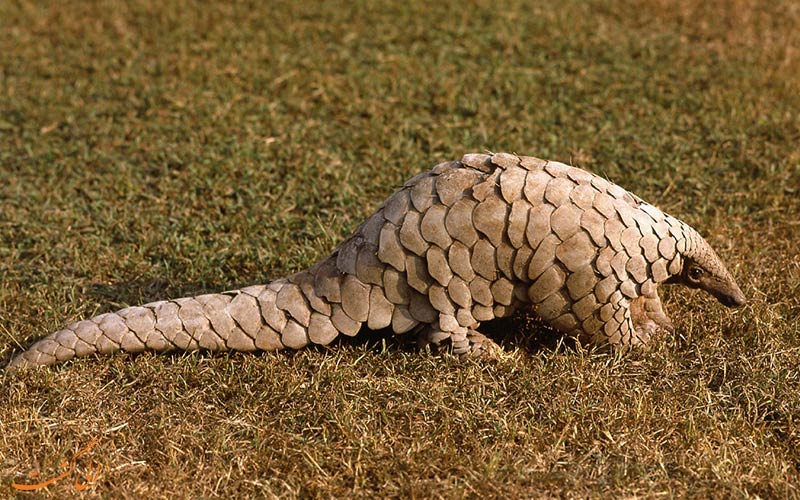 محل زندگی مورچه خوار پانگولین