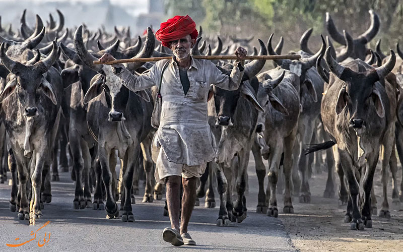 مردان گله دار عشایر رابادی هند-نکات سفر به هندوستان
