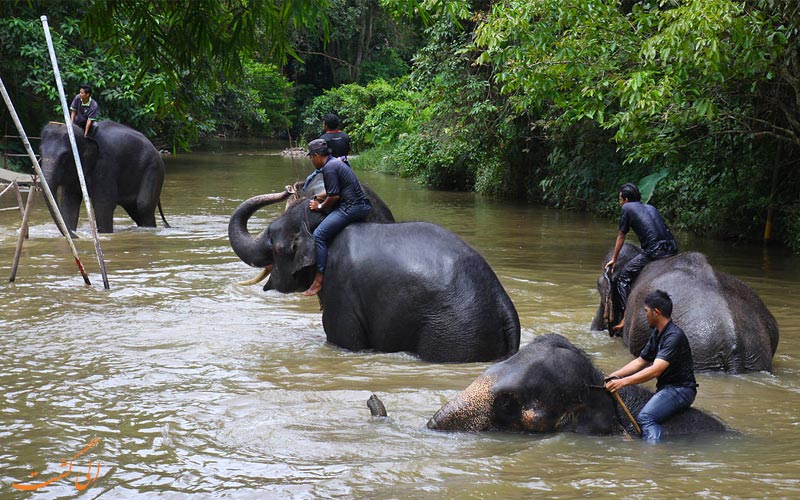مرکز حفاظتی فیل کوالا گاندا- گیتینگ هایلند مالزی