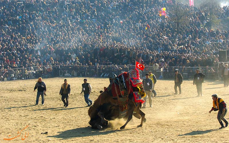 میدان مسابقه کشتی شترها در ترکیه و تماشاگران