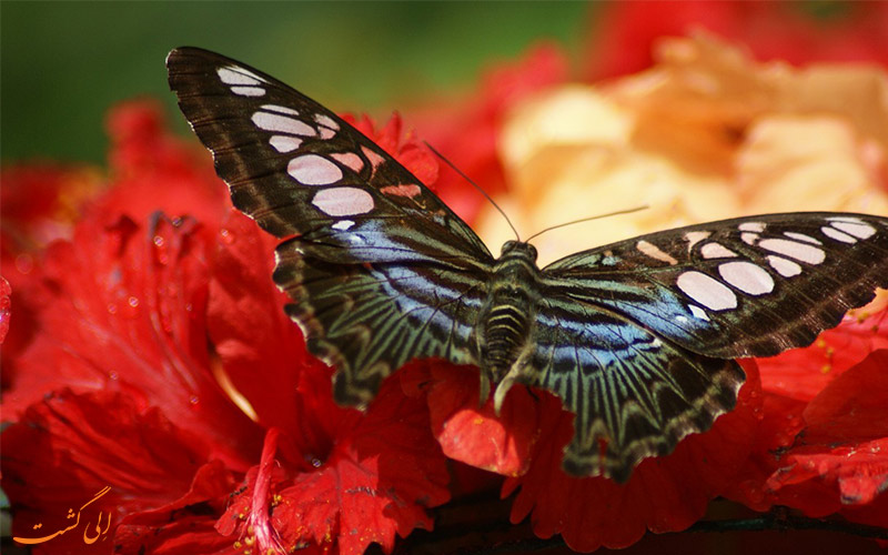 پارک پروانه های کوالالامپور-Kuala Lumpur Butterfly Park