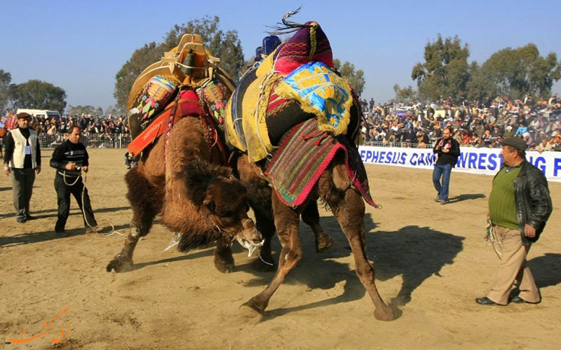 کشتی شترها در ترکیه و میدان مبارزه