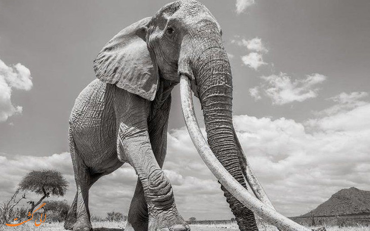 فیل بلندعاج