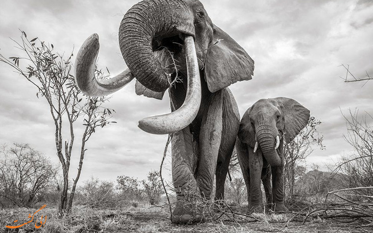 ملکه فیل ها کنیا