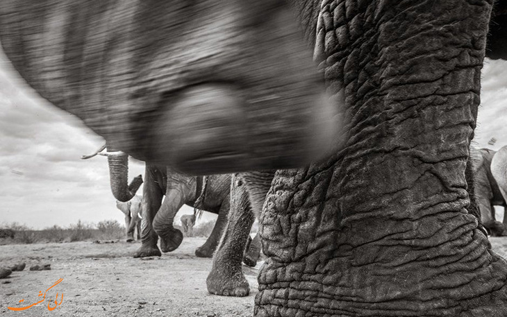 فیل های بلند عاج