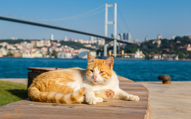 گربه های استانبول