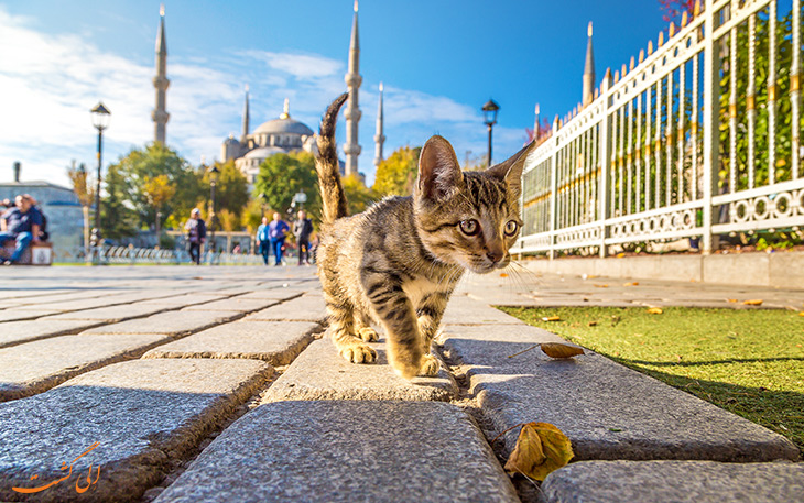گربه استانبول