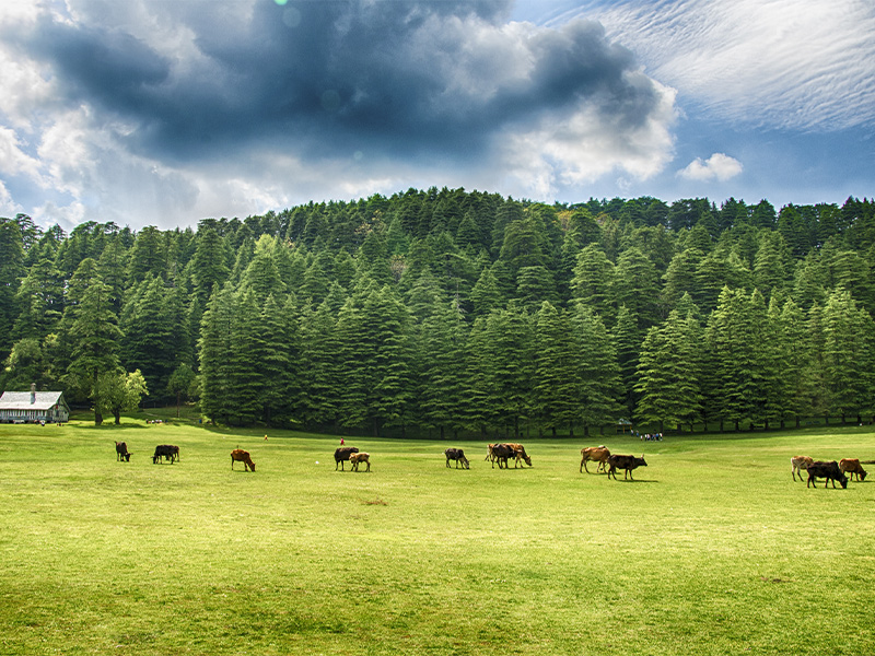 جاذبه‌های هند در بهار