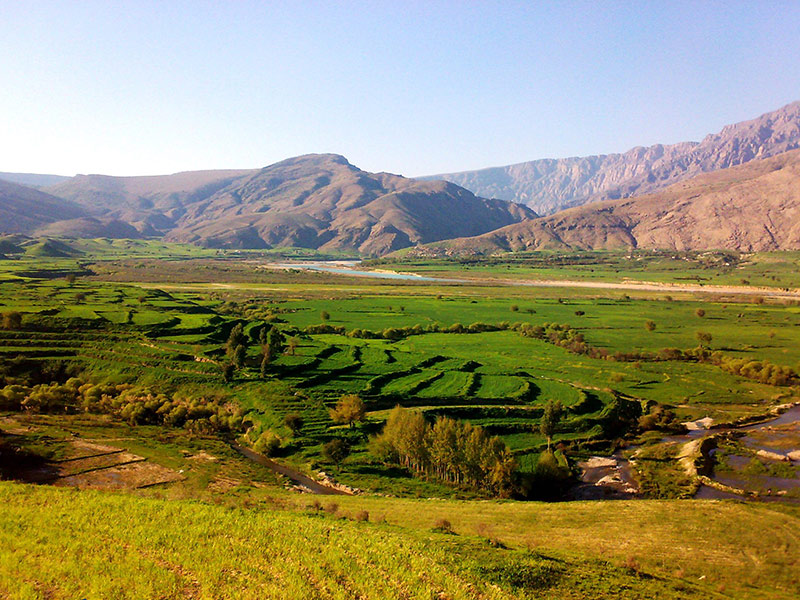 سوسن شرقی - الی گشت