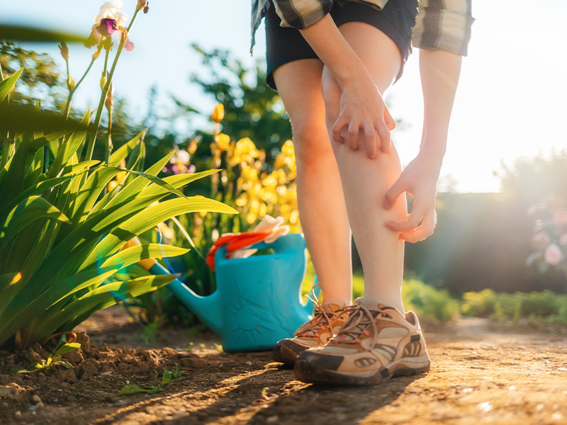 خطرات نیش حشرات