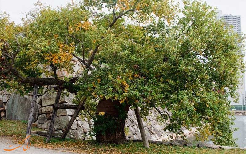 معجزه درخت بید-بازماندگان بمب اتمی هیروشیما معجزه درخت بید-بازماندگان بمب اتمی هیروشیما