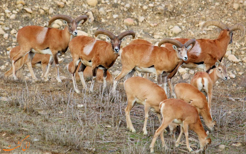 مناطق شکار ممنوع ایران