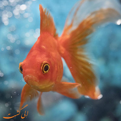هشدار رهاسازی ماهی قرمز-الی گشت