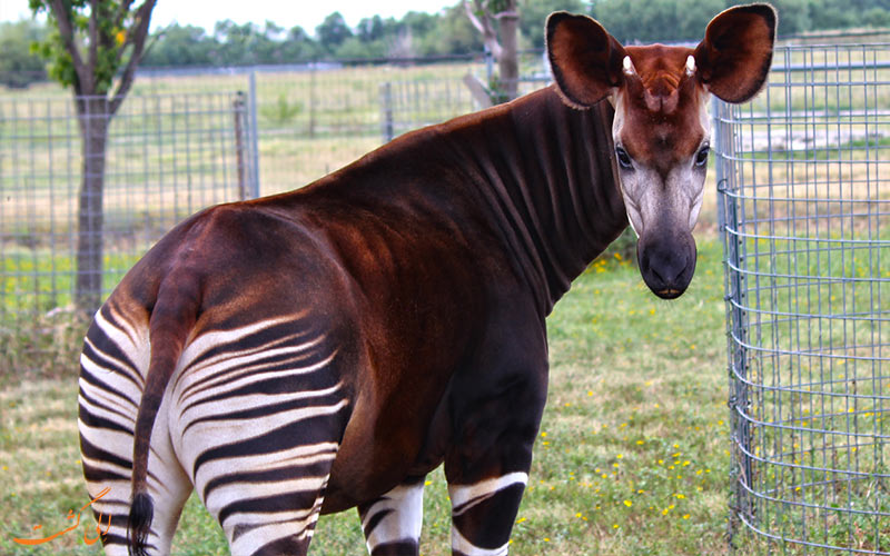 اوکاپی در کنگو-از عجیب ترین حیوانات جهان