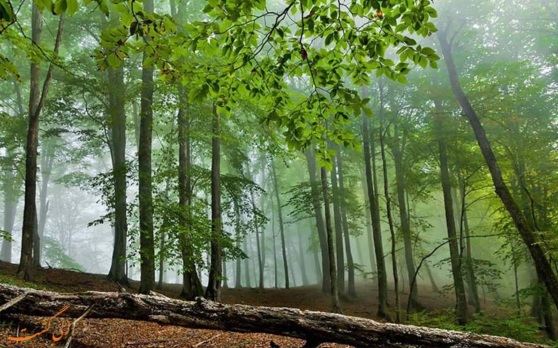 جنگل های شمال-راهنمای سفر به شمال ایران جنگل های شمال-راهنمای سفر به شمال ایران
