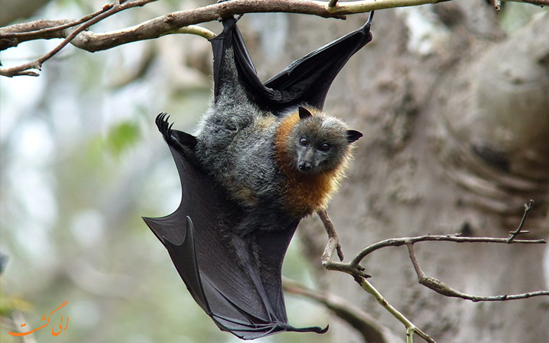 خفاش استرالیایی از عجیب ترین حیوانات جهان