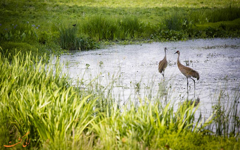 فواید تالاب های طبیعی برای پرندگان