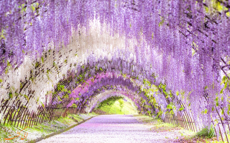 باغ کاواچی فوجی ژاپن ، تصاویری رویایی از گل های بهاری
