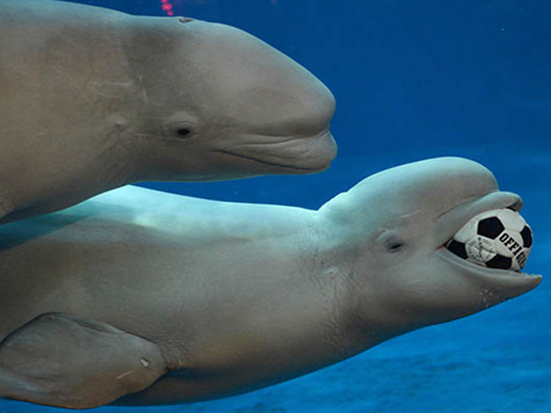 آکواریوم هیانگ گان پکن